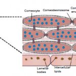 Rice. 3. Schematic representation of the stratum corneum with the underlying granular layer of the epidermis. 