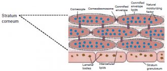 Rice. 3. Schematic representation of the stratum corneum with the underlying granular layer of the epidermis. 