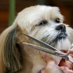 dog hair care