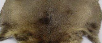 bleached beaver fur